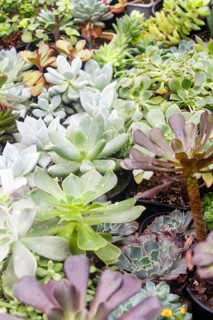 Various types of succulent in flower pots in the greenhouse. Closeup, selective focus