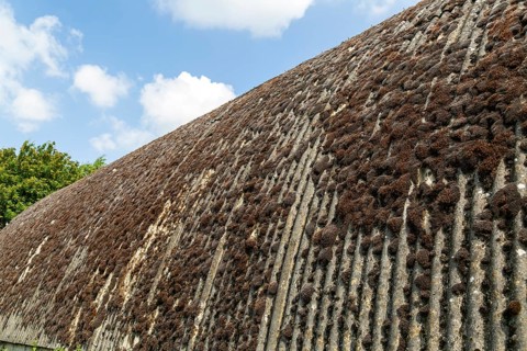 Moss growing on corrugated asbestos roof of Nissen hut building, Boyton, Suffolk, England, UK