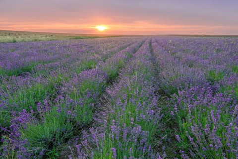 Lavender field in the Lipperland near Detmold Germany