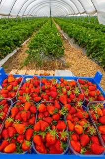 Harvest of strawberries, strawberry cultivation in the open, under a foil tunnel, young strawberry