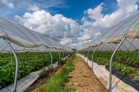 Harvest of strawberries, strawberry cultivation in the open, under a foil tunnel, young strawberry