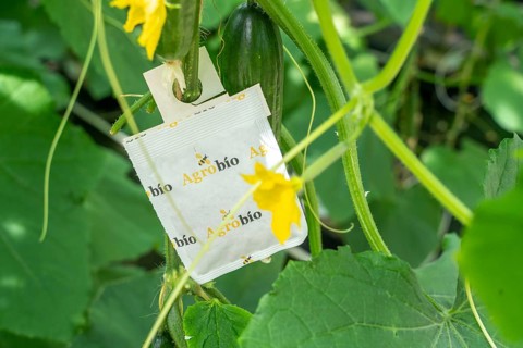 Cultivation of mini cucumbers, snack cucumbers, in a greenhouse, bags with beneficial insects that