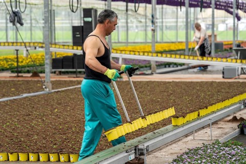 Horticultural business, greenhouse, freshly potted young plants are placed on beds to grow there,