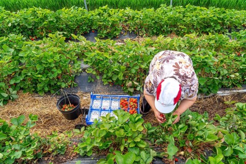 Harvesting strawberries, harvest helper, strawberry cultivation in the open field, under a foil