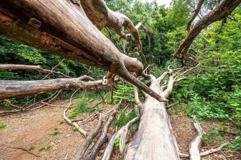 The Sababurg primeval forest, or primeval forest in the Reinhardswald, is a 95-hectare biotope