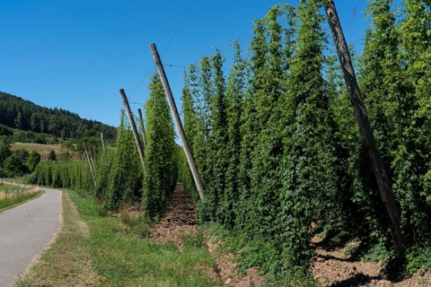 Hop growing area of the Bitburger brewery, Siegelhopfen, for the Bitburg Pils beer, near Irrel,