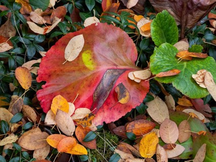 Autumn colour on leaves, in the Rhön UNESCO Biosphere nature reserve, county Bavaria, Germany,