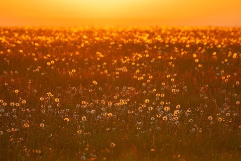 Meadow with fruit stands of the common dandelion (Taraxacum sect. Ruderalia), dandelions, at