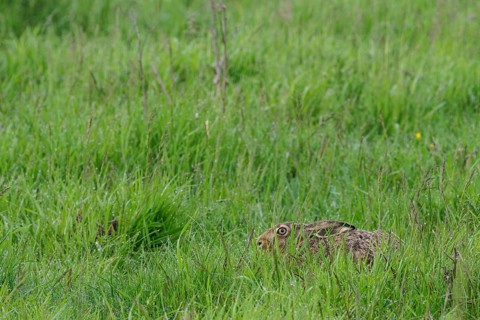 A brown hare (Lepus europaeus) takes cover in a salt marsh, Mecklenburg-Western Pomerania, Germany,