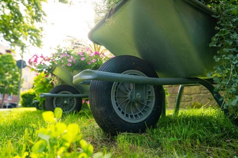 Close-up of wheelbarrow with flowering plants on a green meadow, Nagold, Black Forest, Germany,