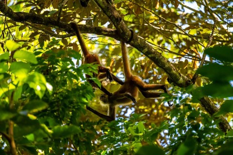 Geoffroy's spider monkey (Ateles geoffroyi), Tortuguero National Park, Costa Rica, Central America