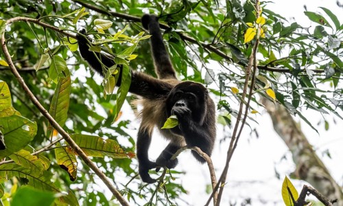 Mantled howler (Alouatta palliata) eating leaves in a tree, Cahuita National Park, Costa Rica,