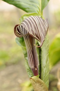 Cobra lily or fire cob (Arisaema speciosum), native to Asia