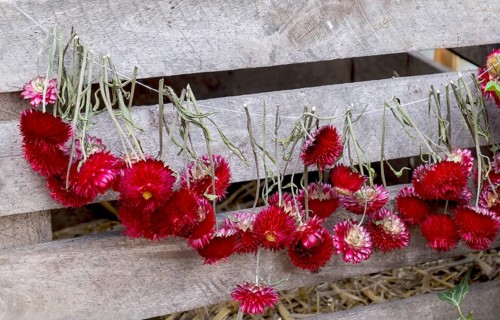 Strawflowers (Helichrysum), hung in front of a wooden box