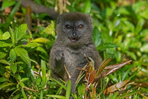 Eastern lesser bamboo lemur (Hapalemur griseus), gray gentle lemur, Andasibe-Mantadia National