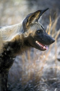 Close-up of African wild dog portrait (Lycaon pictus), Kruger National Park, South Africa, Africa