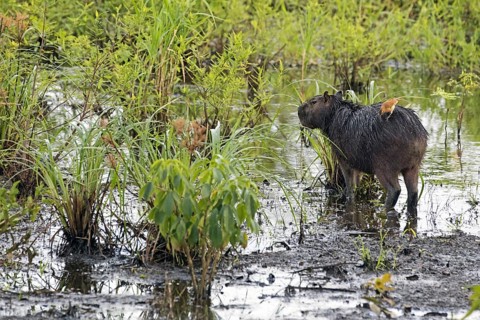 Capybara (Hydrochoerus hydrochaeris) with pale-legged hornero (Furnarius leucopus) feeding on its
