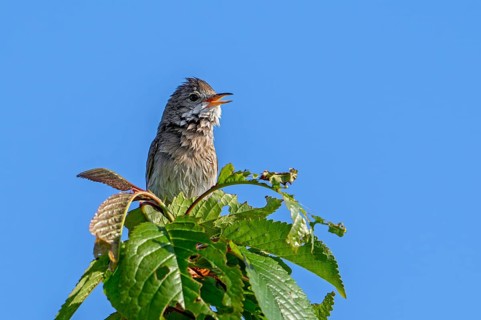 Common whitethroat, greater whitethroat (Curruca communis, Sylvia communis) singing, calling from