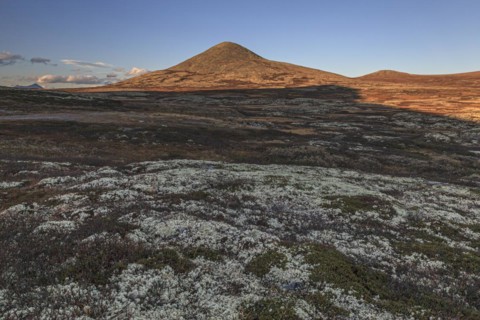 Autumnal tundra in front of a mountain in the evening light, Fjell, Rondane National Park, Norway,