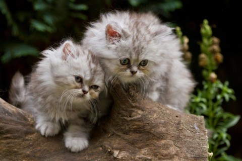 Persian cat, long-haired cat