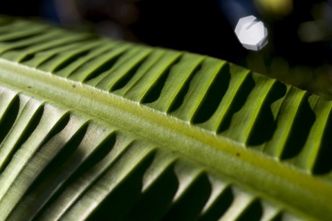 Green Banana Leaf