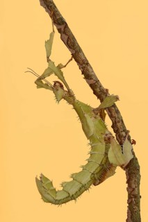 Giant prickly stick insect (Extatosoma tiaratum), female, captive, occurrence in Australia