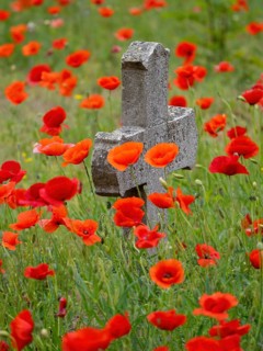 Poppy, poppy, cemetery, gravestone, cross, flowers, poppies, Tiszaalp-r, Kiskuns-gi National Park,