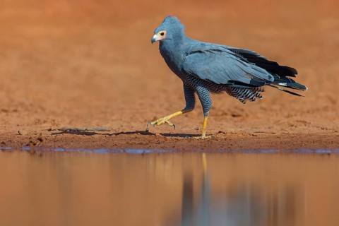 Cave harrier, Polyboroides typus), goshawk family, Morgan Kunda lodge / road to Kat, Jajari, North