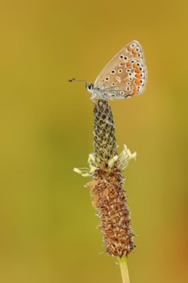 Common blue butterfly (Polyommatus icarus), female on ribwort plantain (Plantago lanceolata),