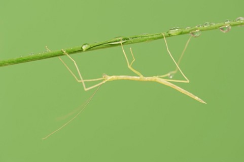 Pink Winged Stick Insect or Winged Stick Insect (Sipyloidea chlorotica, Sipyloidea sipylus), nymph,