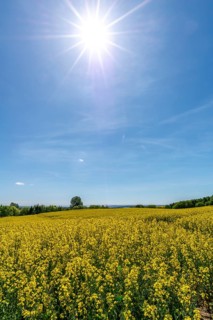 Agriculture in hilly moraine landscape, South Funen, Denmark, Fy, Funen, Denmark, Europe