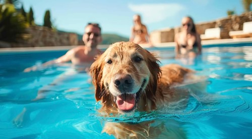 Happy smiling family with children swimming with a golden retriever at home pool, AI generated