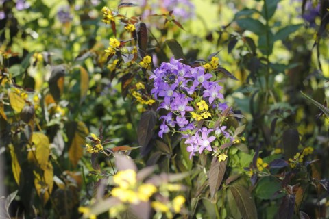Bellflower (Campanula) and bronze field fenugreek (Lysimachia ciliata 'Firecracker'), North