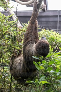 Two-fingered sloth (Choloepus hoffmanni), Walsrode Bird Park, Lower Saxony, Germany, Europe