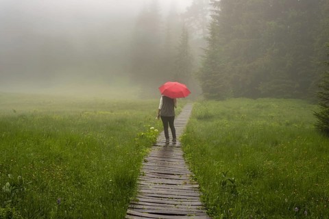 Woman 60-65 with umbrella in the Hühnermoos on a cloudy day with fog, a high moor at the Söllereck