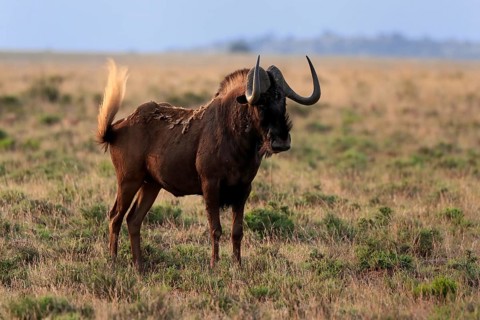 White-tailed wildebeest (Connochaetes gnou), adult, alert, Mountain Zebra National Park, Eastern