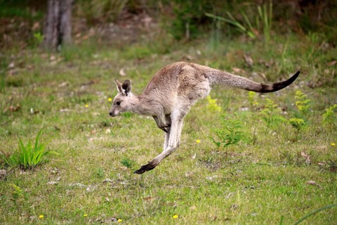 Eastern grey kangaroo (Macropus giganteus), half-grown juvenile jumping, Merry Beach, Murramarang