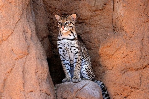 Ocelot (Leopardus pardalis), adult, sitting, at the den, alert, Sonora Desert, Arizona, North