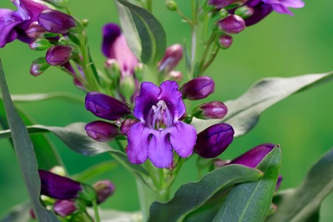 Upright bearded thread (Penstemon strictus), flower, flowering, Germany, Europe