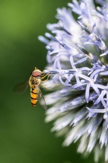 Wood hoverfly (Syrphus balteatus) on globe thistle (Echinops ritro), Emsland, Lower Saxony,