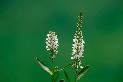 Spiked speedwell (Veronica spicata), (Pseudolysimachion spicatum), white, flower, flowering,