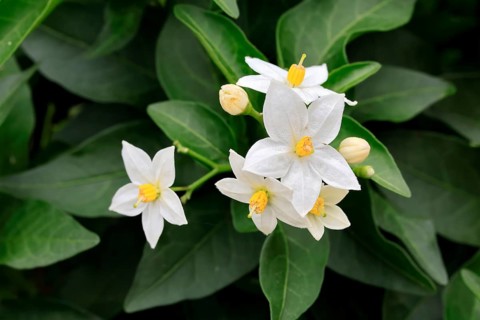 Solanum laxum (Solanum laxum), flowering, flower, Ellerstadt, Germany, Europe