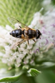 Tapered Dronefly (Eristalis pertinax), Emsland, Lower Saxony, Germany, Europe