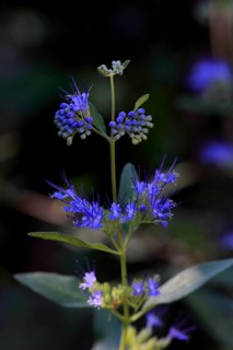 Clandon caryopteris (caryopteris x clandonensis), flower, flowering, Germany, Europe