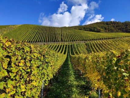 Wine-growing region in Bernkastel-Kues on the Moselle in Rhineland-Palatinate, Germany, Europe