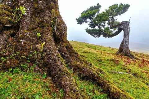 Verwachsener Baum auf einem nebeligen Hügel mit moosbedeckten Wurzeln, Lorbeerwald, Fanal, Madeira