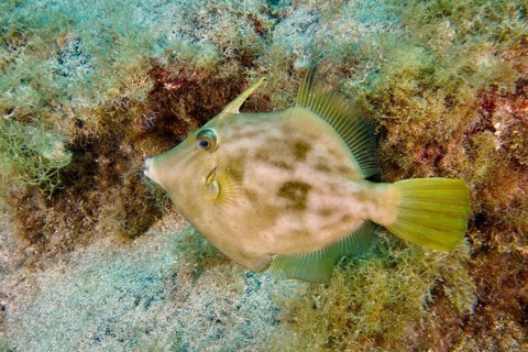 A brown filefish (Stephanolepis hispidus) swims across the seabed close to aquatic plants. Dive