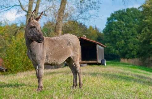 Donkey (Equus asinus asinus) or domestic donkey, completely grey coloured variant with eel line and