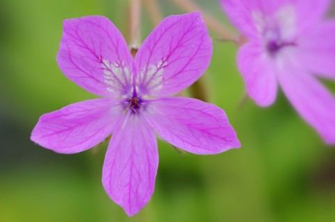 Pyrenean heron's bill (Erodium manescavii), flower, France, Europe