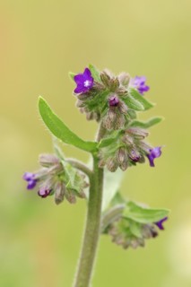 Common ox tongue or common bugloss (Anchusa officinalis), flowering, North Rhine-Westphalia,
